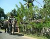 Kumarakom, Backwaters Kerala