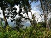 In den Cardamon-Bergen bei Munnar, Kerala