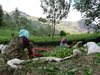 Teeplantagen Munnar, Kerala