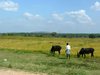 Gassi mit Kühen, bei Mysore, Karnataka