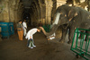 Segnung durch den Tempelelefanten im Sri Ranganat...