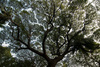 Bäume im Botanischen Garten von Pondicherry