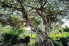 Baum in Khajuraho