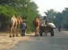 Unterwegs von Jaipur nach Kuchaman Rajasthan Winte...