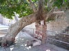 Jodhpur, Altstadt, Schrein am heiligen Banyan-Baum...