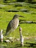 Rajasthan Mandore Gardens Winter 2012