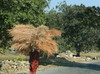 Durch die Aravalli Hills von Ranakpur nach Udaipur...