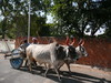 Udaipur, Shilpgram-Village Rajasthan 2012