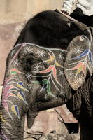 Elefant im Amer Fort