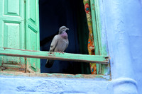 Taube am Fenster in Jodhpur