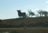 EL TORO , im Feld,ca. 3,5 m hoch