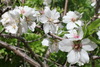 mandelblüte auf mallorca
