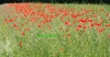 mohn,flm,dreifelderwirtschaft,