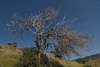 toter Baum in der Landschaft zwischen Anaxos und ...