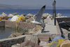 Möwe Im Hafen von Molivos Lesbos