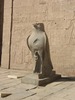 Edfu Horus der Falkengott