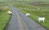 Isle of Mull Single road track mit Ausweichstelle...