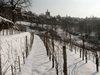 Winter Weinberg Rothenburg