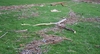 Beuel,Rheinaue,überreste vom hochwasser,11.03.07