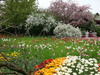 Berlin Britzer Garten Tulipan
