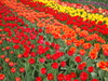 Berlin Britzer Garten Tulipan