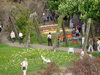 Berlin Britzer Garten Tulipan