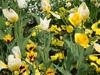 Berlin Britzer Garten Tulipan 