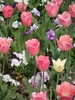Berlin Britzer Garten Tulipan 