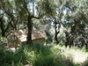Kapellchen im Olivenhain bei Parga