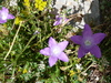 Blüten zwischen den Felsen