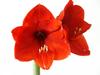 rote Amaryllis