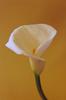 Calla (Zantedeschia)