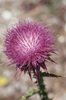 Distel