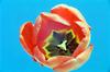 Tulpe