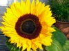 Sonnenblume