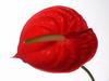 Anthurie (Anthurium,Flamingoblume)