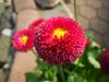 Gänseblümchen / bellis perennis (behauptet JL) 8-)