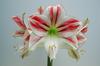 Amaryllis