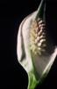 Spathiphyllum (Scheidenblatt, Einblatt, Blattfahne...