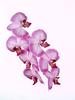 Phalaenopsis (Malaienblume)