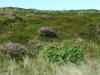 Sylt Puant Klent Heide 