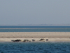 Sylt Seehunde