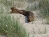 Sylt Strandgur Robbe