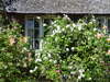 Sylt Westerland Haus mit Rosen