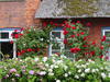 Sylt Westerland Haus mit Rosen