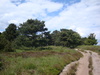 Sylt Braderupper Heide