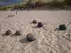 Sylt Samoa - Sansibar Kunst am Strand 