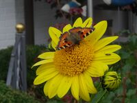 Sylt Keitum Schmetterling