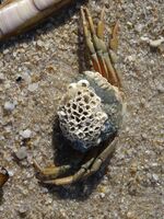 Sylt Westerland Strand Krebs