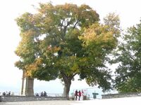 Drachenfels Aussichtsplattform